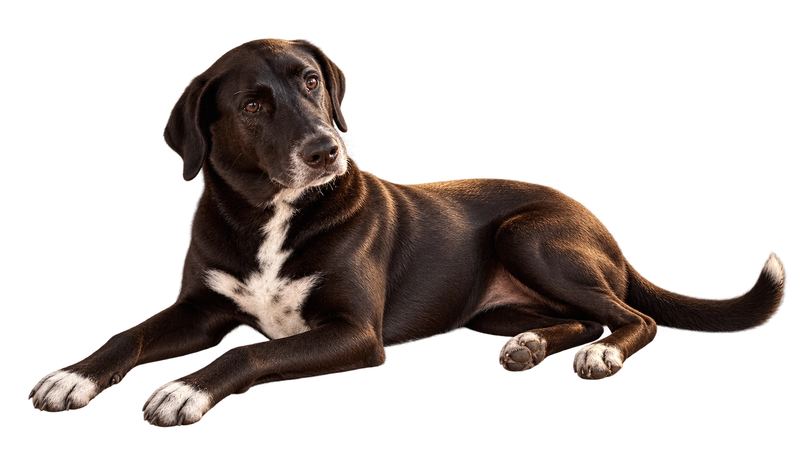 Benito, el perro de Benito's, despierto